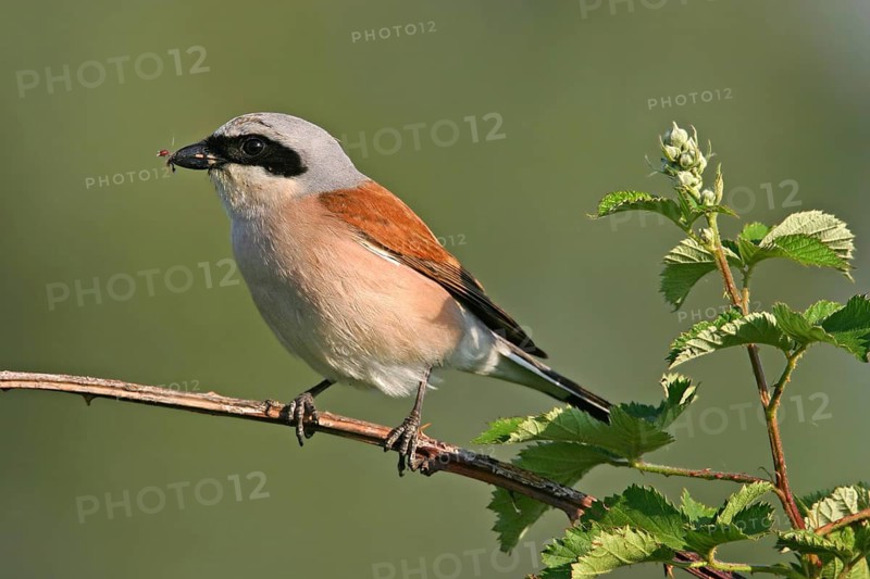 Red-backed shrike (Lanius collurio), Pie-griËche Ècorcheur, AlcaudÛn Dorsirrojo, Spider, spider, Kreis Bad Dürkheim, Hockenheim, Baden-W¸rttemberg, Germany