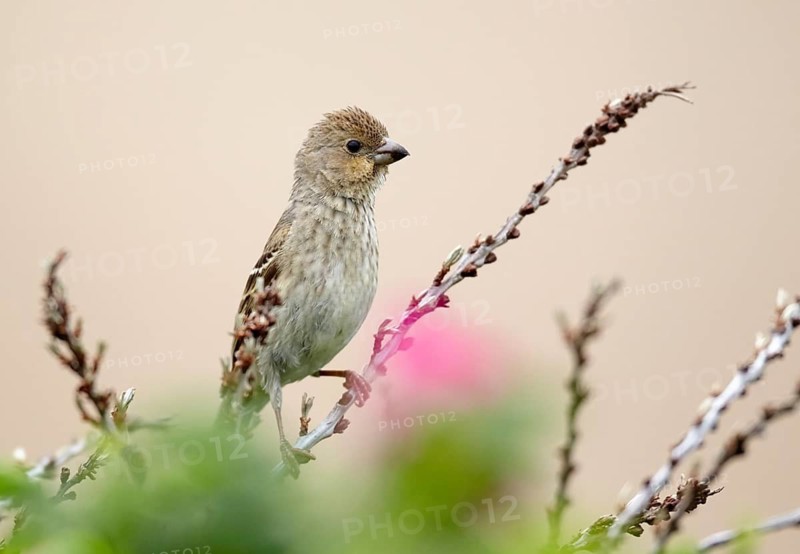 Common Rosefinch (Carpodacus erythrinus) male, Mecklenburg-Western Pomerania, Germany