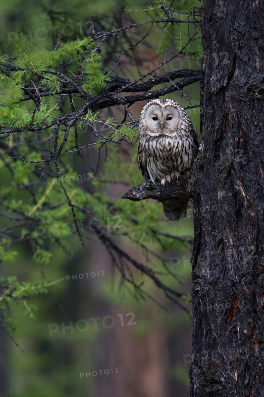 Ural Owl (Strix uralensis yenisseensis) perched in tree, Lake Khuvsgul, Mongolia
