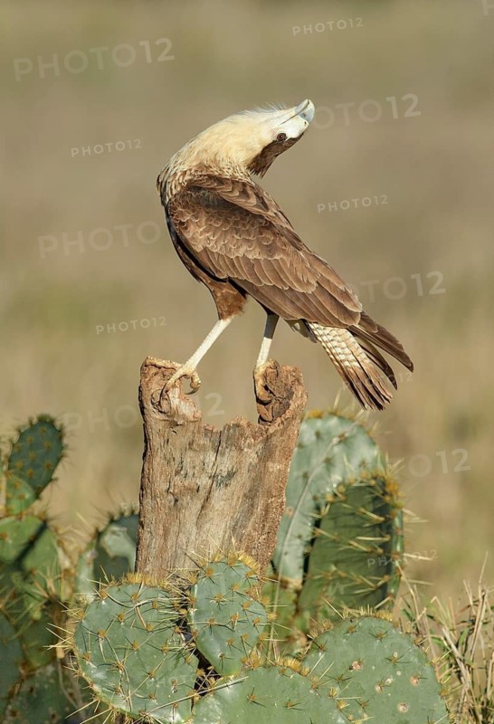 Northern Crested Caracara (Caracara cheriway) perched on stump, Texas, USA