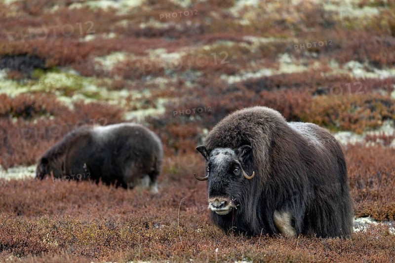 A musk ox cow (Ovibos moschatus) with calf looking for food in the tundra, baby animals, autumn, autumn landscape, Ruska, tundra landscape, September, Norway