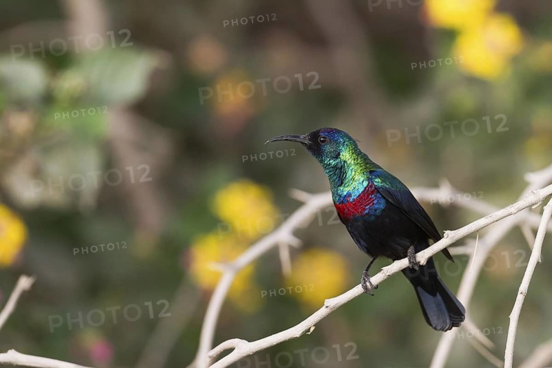 Shining Sunbird (Cinnyris habessinicus) male, Oman