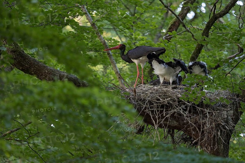 Black Stork (Ciconia nigra) adult with juveniles in nest, North Rhine-Westphalia, Germany