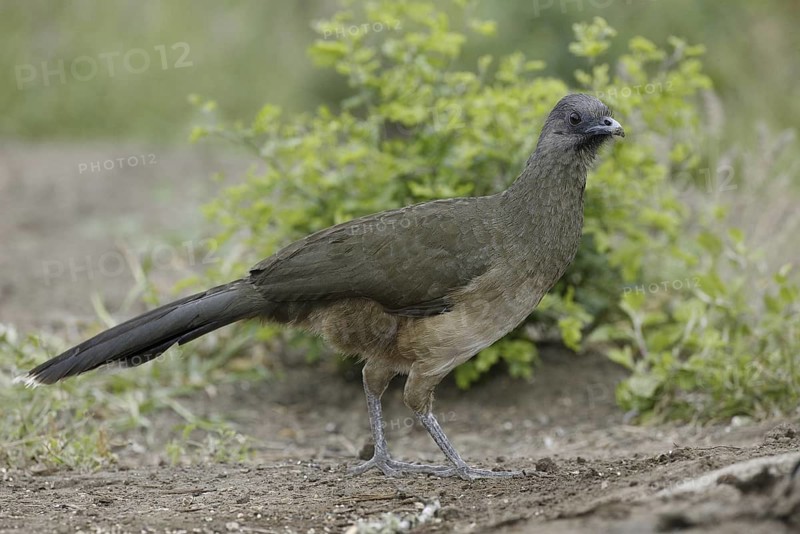 Plain Chachalaca (Ortalis vetula mccalli), Texas, USA
