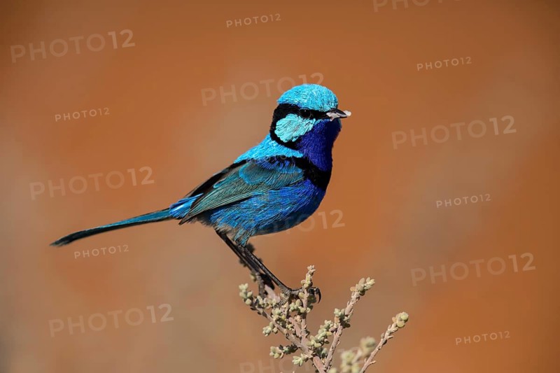 Splendid Fairywren (Malurus splendens callainus) male perched on a branch, South Australia, Australia
