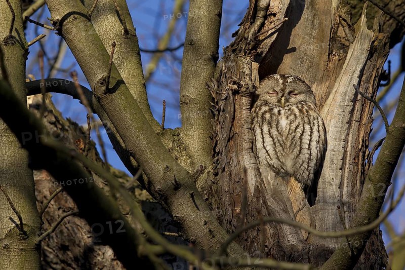 Tawny Owl (Strix aluco), Saxony, Germany