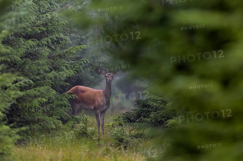 A red deer (Cervus elaphus) waits calmly for the end of a rain shower, rainy, rutting season, deer rut, September, Denmark
