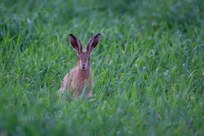 European brown hare (Lepus europaeus) adult animal in a farmland cereal field in summer, Suffolk, England, United Kingdom