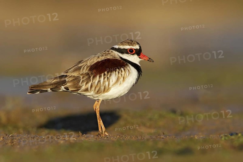 Black-fronted Dotterel (Elseyornis melanops), Victoria, Australia