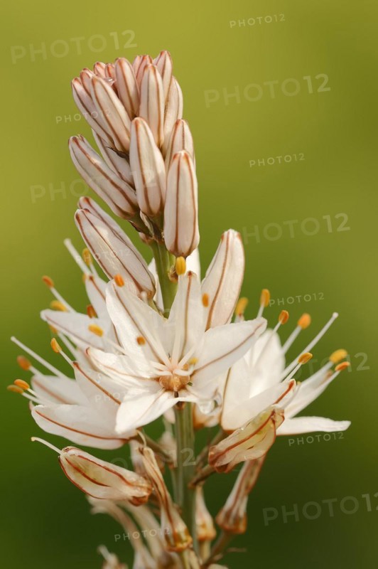 Asphodelus ramosus (Asphodelus ramosus), flowers, Provence, France