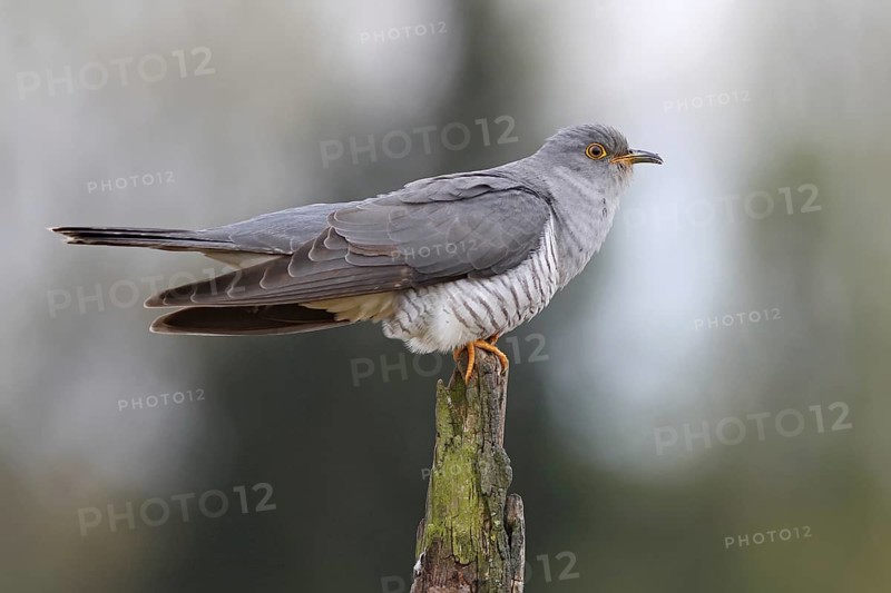 Common Cuckoo (Cuculus canorus) male, Baden-Wuerttemberg, Germany