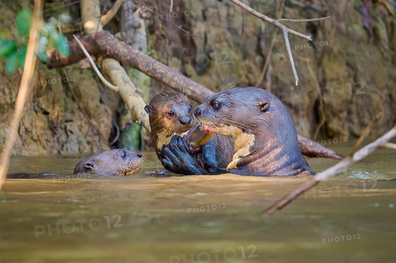 Group of otters playing and interacting in the river, giant otter (Pteronura brasiliensis), Pantanal, Mato Grosso, Brazil