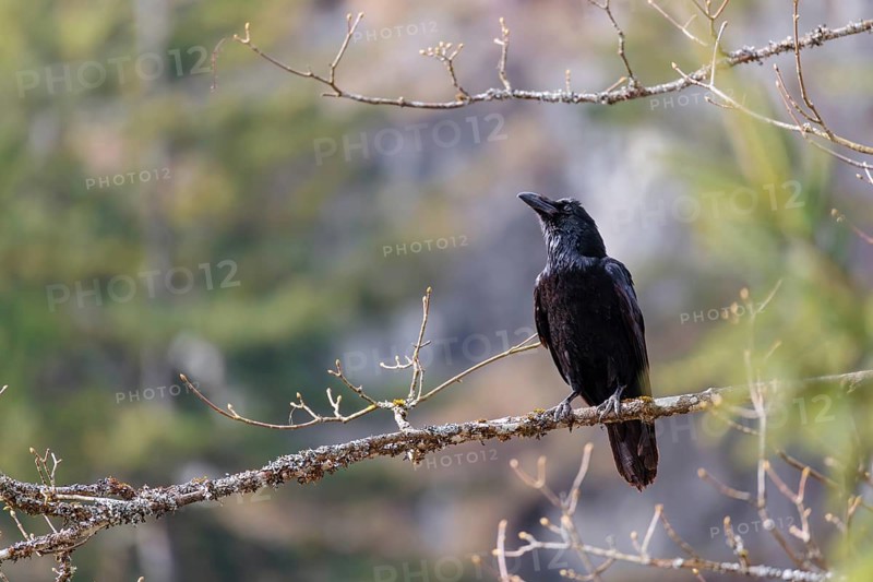 A common raven (Corvus corax) perches on a branch at the edge of a forest on a sunny spring day . Austria