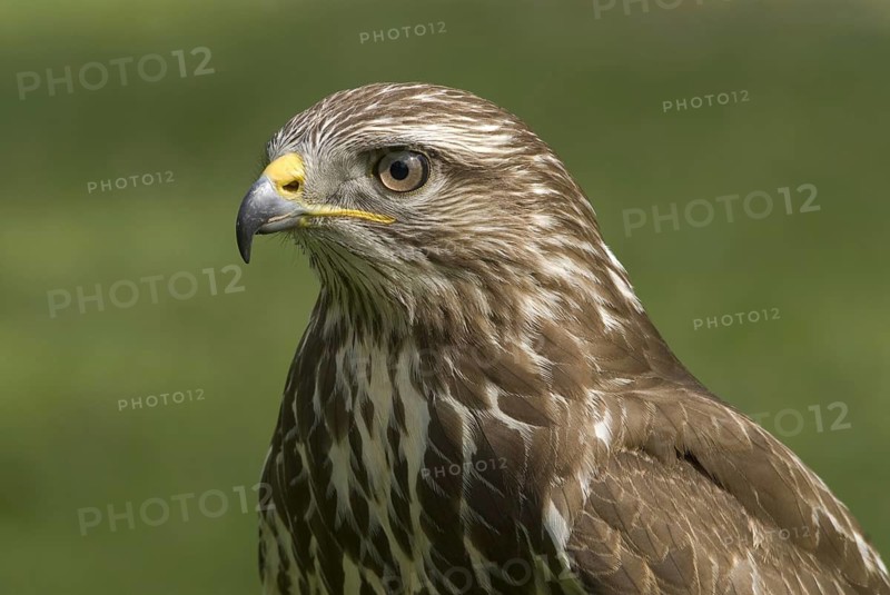 Common Buzzard (Buteo buteo), Saxony, Germany