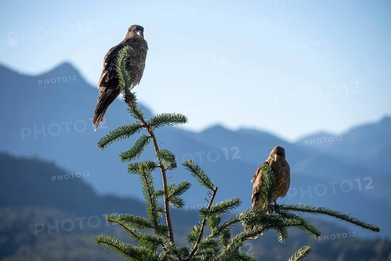 Chimango caracara (Daptrius chimango) in front of the Andes in Nahuel Huapi National Park, Bariloche, Patagonia, Argentina