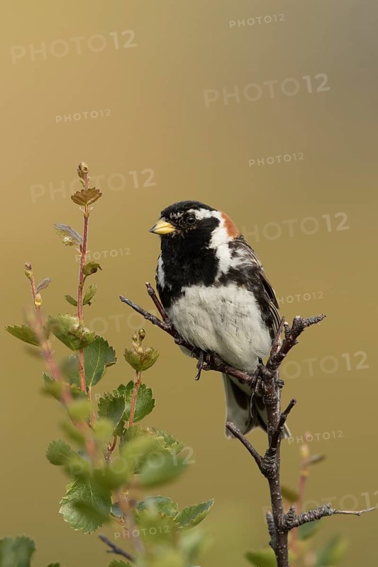 Lapland Longspur (Calcarius lapponicus) male, Norway