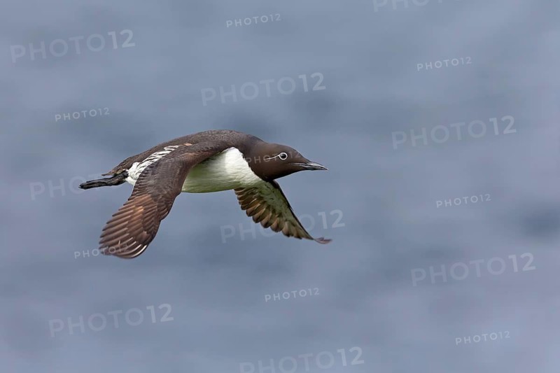 Guillemot, C (Uria aalge), animals, birds, guillemots, alcids, flight photo, Varanger Hornoya, Finnmark, Norway