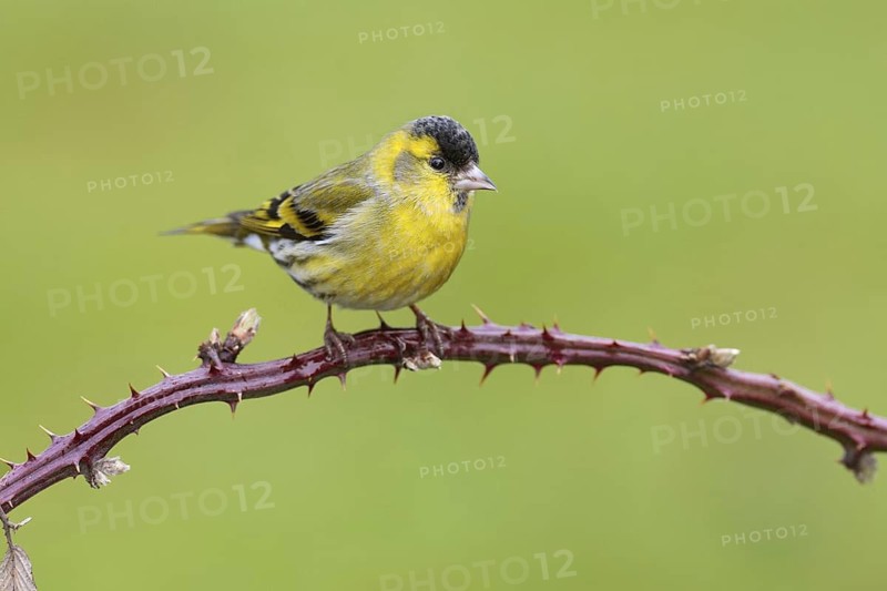 Eurasian Siskin (Spinus spinus) male, Berlin, Germany