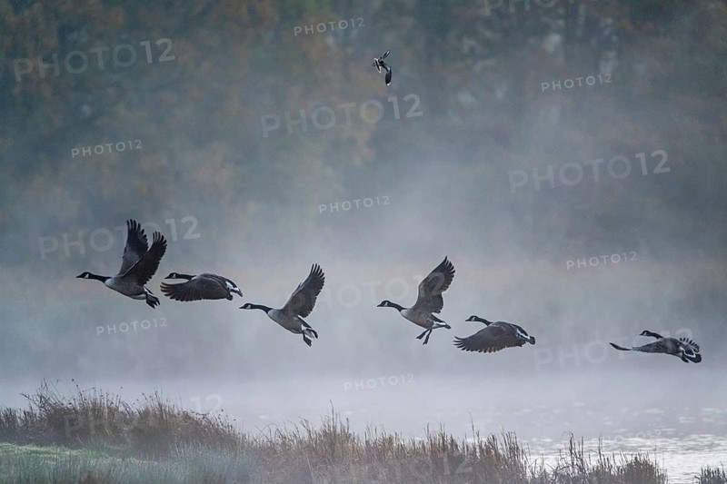 Canada Goose, Branta Canadensis, birds in flight over marshes