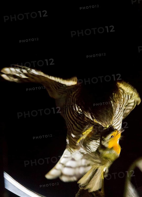 Eurasian Sparrowhawk & European Robin (Accipiter nisus & Erithacus rubecula), an entirely exhausted European Robin has taken refuge on a research ship during a mass migration night, killed and eaten by Eurasian Sparrowhawk, offshore, Baltic Sea, off Ruegen Island, Mecklenburg-Western Pomerania, Germany