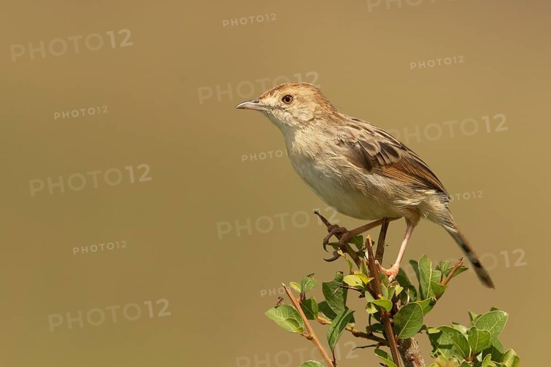 Stout Cisticola (Cisticola robustus), Masai Mara, Kenya