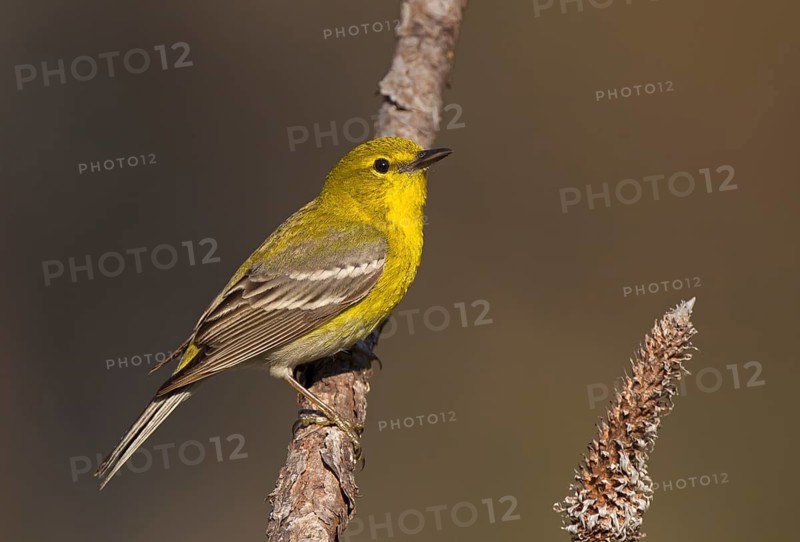 Pine Warbler (Setophaga pinus) male, Florida, USA