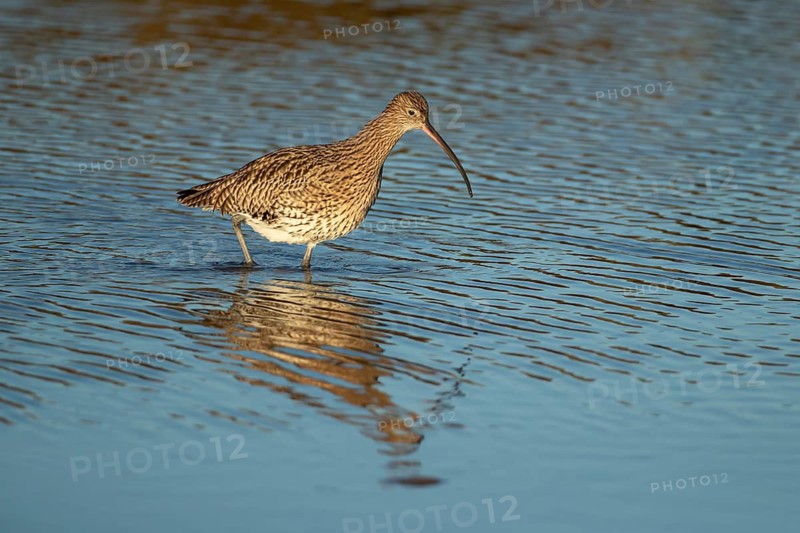 Eurasian curlew (Numenius arquata) adult wader bird searching for food in shallow coastal water, England, United Kingdom