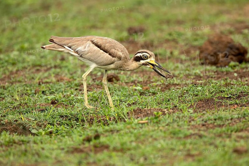 Great Stone-curlew (Esacus recurvirostris) foraging on the ground, Bundala National Park, Sri Lanka