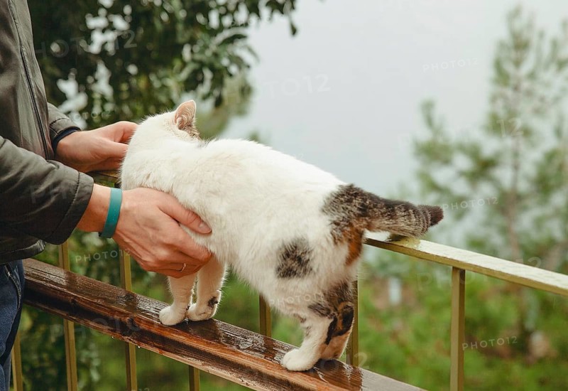 A man gently pets a Turkish cat standing on a rainy balcony railing in Alanya, Turkey. The misty greenery and calm interaction create a peaceful moment in a moody setting