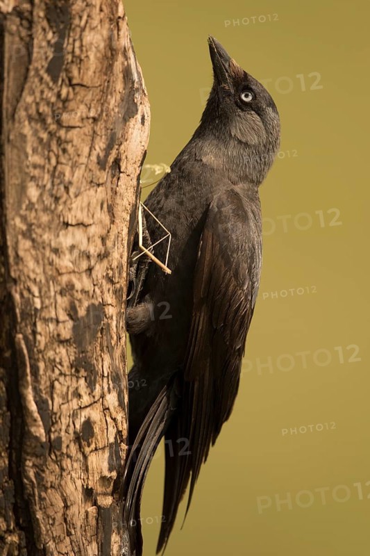 Western Jackdaw (Coloeus monedula) at tree, Serbia