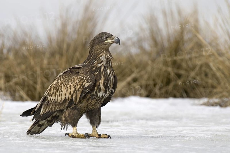 White-tailed Eagle (Haliaeetus albicilla) juvenile, Mecklenburg-Western Pomerania, Germany