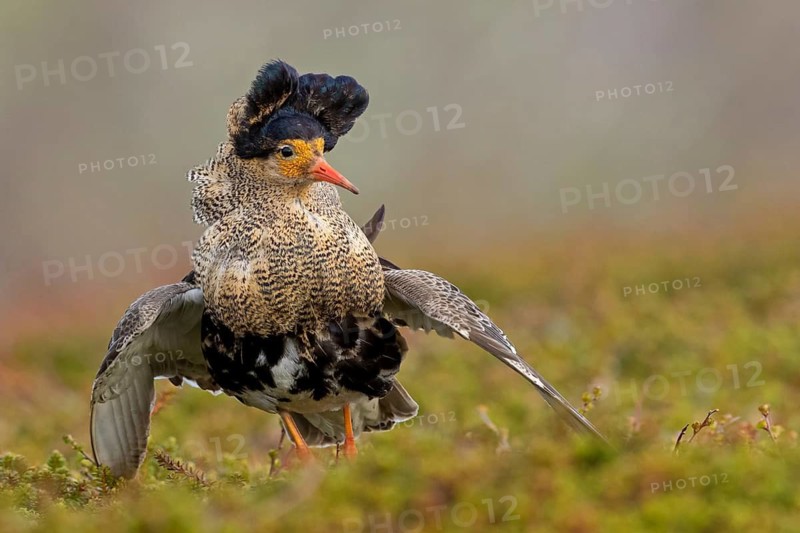 Kampfläufer, Ruff, Philomachus pugnax, Combattant varié, Chevalier combattant, Combatiente