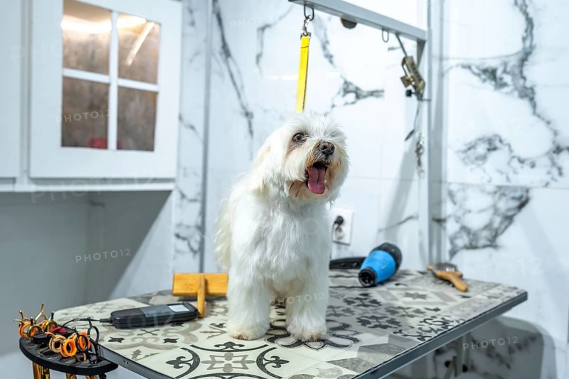 Malteses dog standing on a grooming table at a pet salon, with grooming tools like scissors and a hairdryer nearby, showcasing professional animal care and pet well being