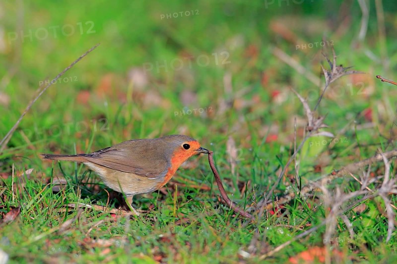 European Robin (Erithacus rubecula) eating an earthworm, Andalusia, Spain