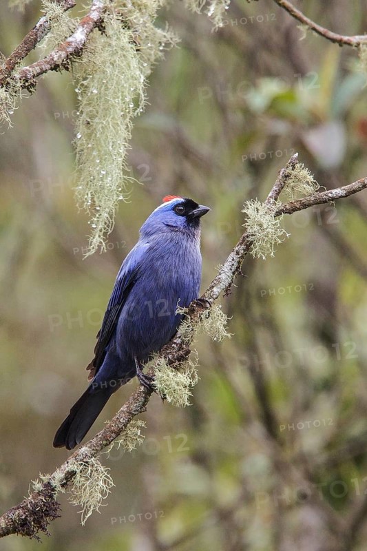 Diademed Tanager (Stephanophorus diadematus) perched on a branch in the Atlantic rainforest of southeast Brazil