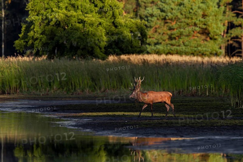 The sun is already casting long shadows as a red deer (Cervus elaphus) with reeds in its antlers crosses the drained pond, pennant, rutting season, deer rut, September, Germany