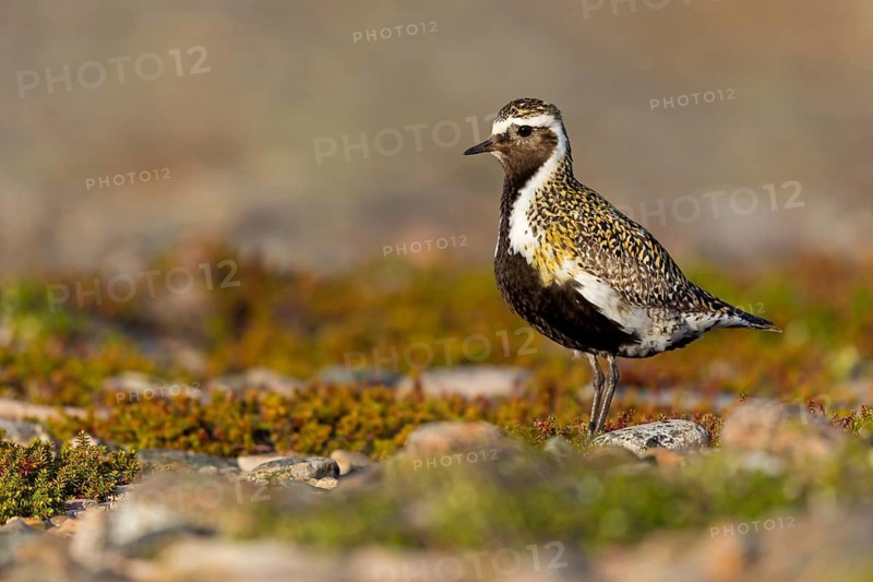 Goldregenpfeifer, European Golden Plover, Golden Plover, Greater Golden Plover, European Golden-Plover, Eurasian Golden-Plover, Pluvialis apricaria, Charadrius apricaria, Pluvier doré, Chorlito Dorado Europeo