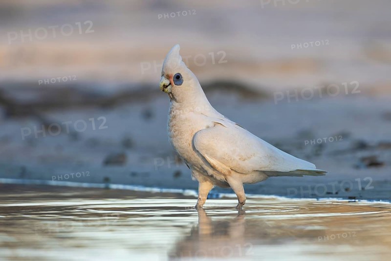 Little Corella (Cacatua sanguinea) at a waterhole, Victoria, Australia