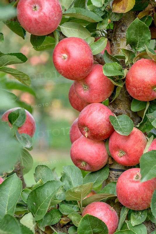 Columnar apple (Malus domestica CAMPANILO® PRIMO), LVG Erfurt, Federal Republic of Germany