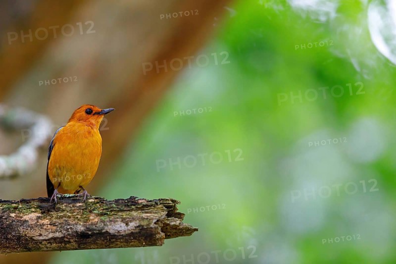 Natal Robin, Red-capped Robin Chat, Red-capped Robin-Chat, Red-capped Robin-chat, Rufous-capped Robin-chat, (Cossypha natalensi), Cossyphe à calotte rousse, Cosifa de Natal, iSimangaliso Wetland Park, St. Lucia, KwaZulu-Natal, South Africa