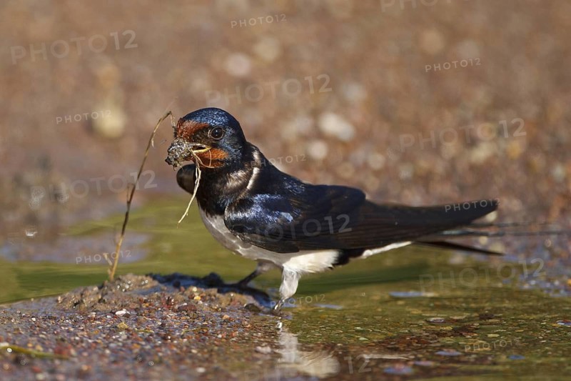 Barn Swallow (Hirundo rustica), Greece