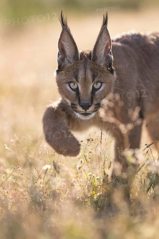 Caracal (Caracal caracal) cub portrait in backlight, Castile-La Mancha, Spain