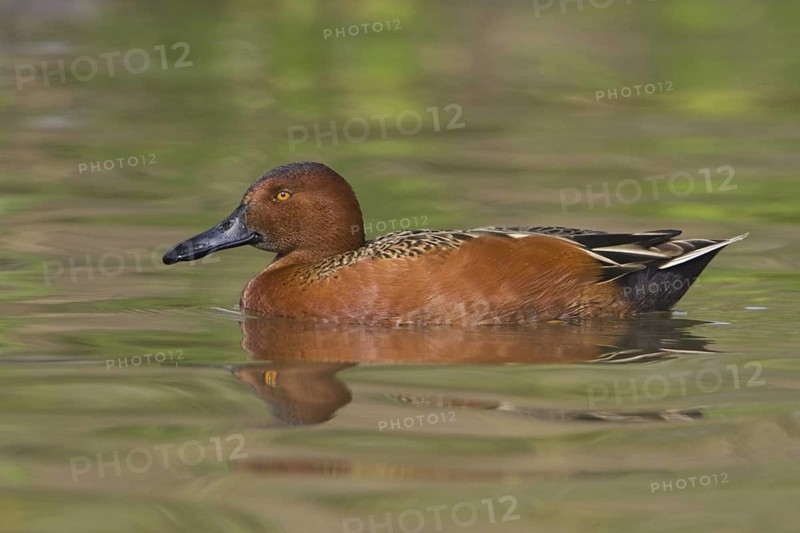 Cinnamon Teal (Spatula cyanoptera) male, Texas, USA