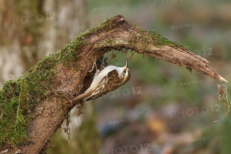 Eurasian Treecreeper (Certhia familiaris), Rhineland-Palatinate, Germany
