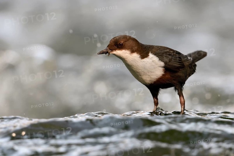 White-throated Dipper (Cinclus cinclus), North Rhine-Westphalia, Germany