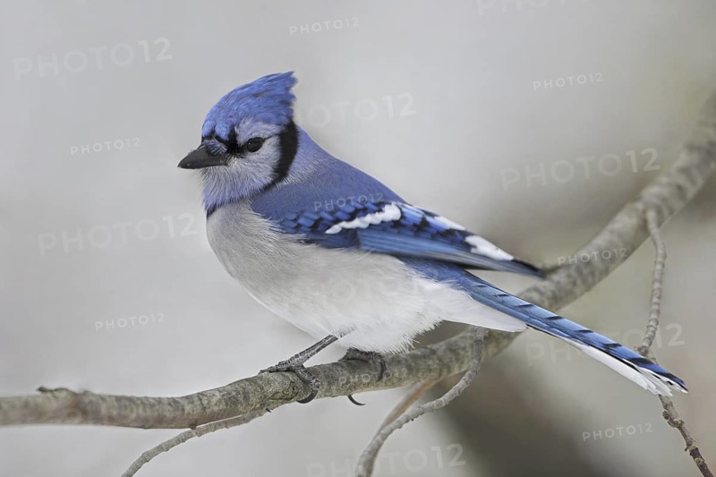 Blue Jay (Cyanocitta cristata), Ontario, Canada