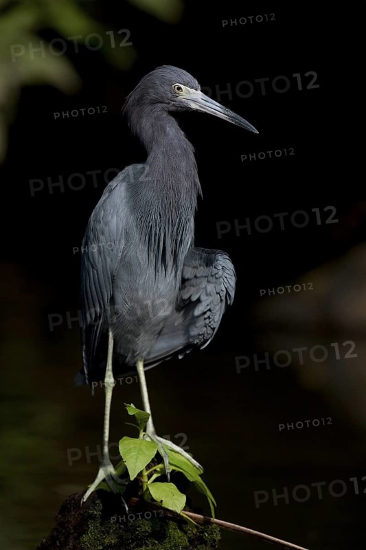 Little blue heron