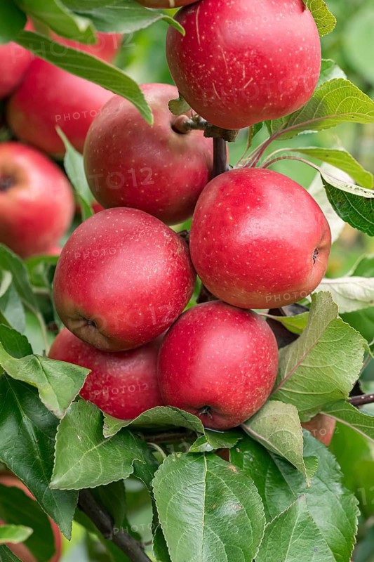 Apple (Malus domestica 'Weirouge'), Bundessorteamt, Germany