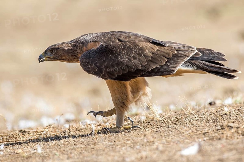 Bonelli's Eagle (Aquila fasciata) juvenile on ground, Andalusia, Spain
