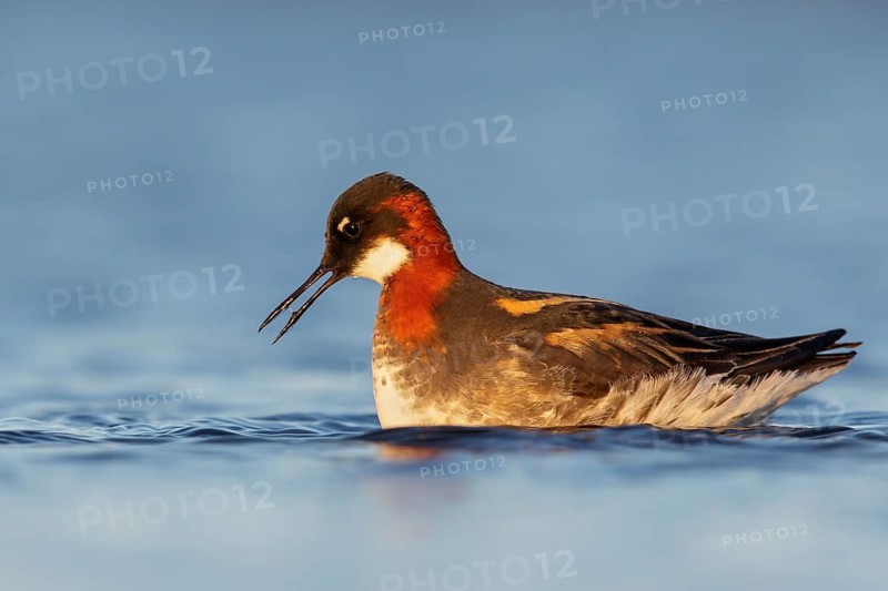 Red-necked Phalarope (Phalaropus lobatus) in a pond near Nome, Alaska